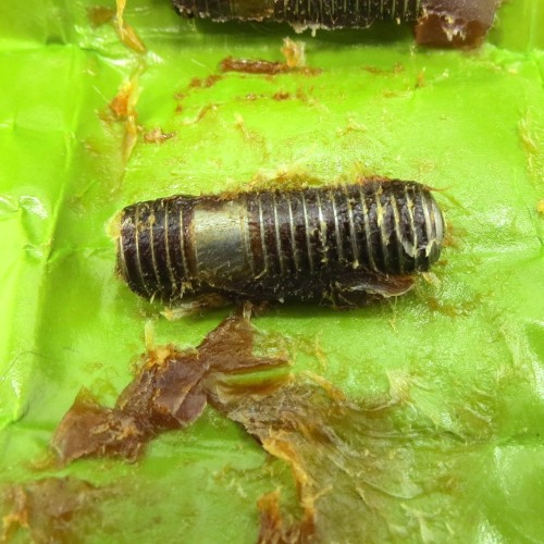 Goujon pour bride de tube